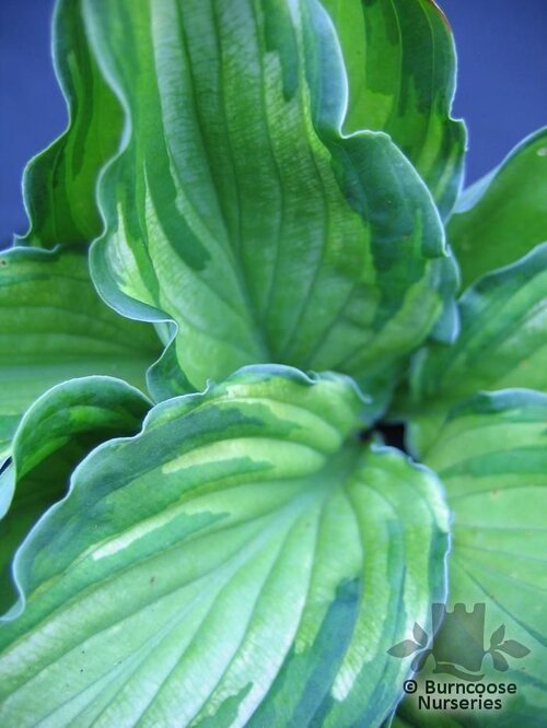 HOSTA fortunei albopicta 